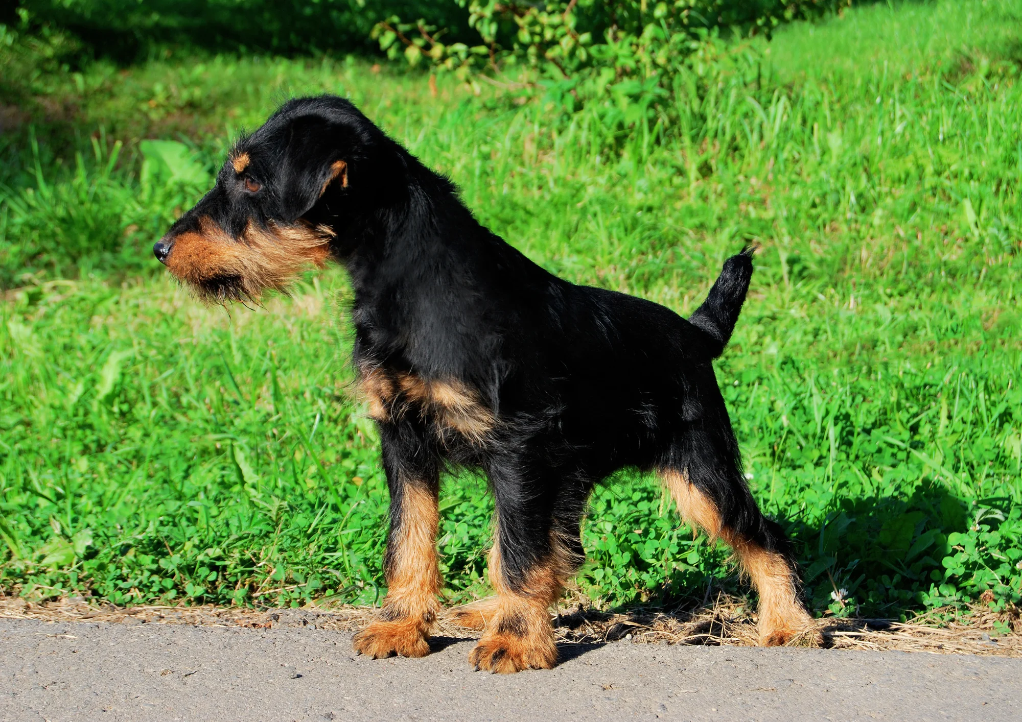 Chien de race Terrier de chasse allemand